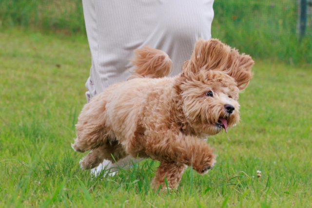 愛犬の咳対策を獣医師が原因と症状から対処法を徹底解説！