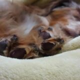 飼い主さんに高齢犬の心臓弁膜症について現役獣医がわかりやすく解説します。