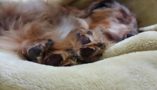 飼い主さんに高齢犬の心臓弁膜症について現役獣医がわかりやすく解説します。