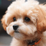 犬の歯周病の原因、予防、解決策を現役獣医師が徹底解説