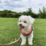 【2024年最新版】犬の暑さ対策における完全ガイド！