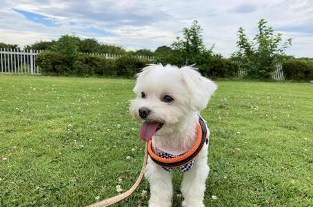 【2024年最新版】犬の暑さ対策における完全ガイド！