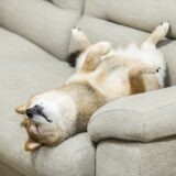 犬が一緒に寝たがる！メリットやデメリット、気を付けることを解説。