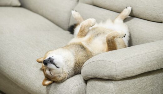 犬が一緒に寝たがる！メリットやデメリット、気を付けることを解説。